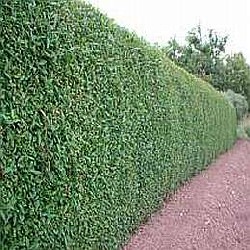 Privet Hedging