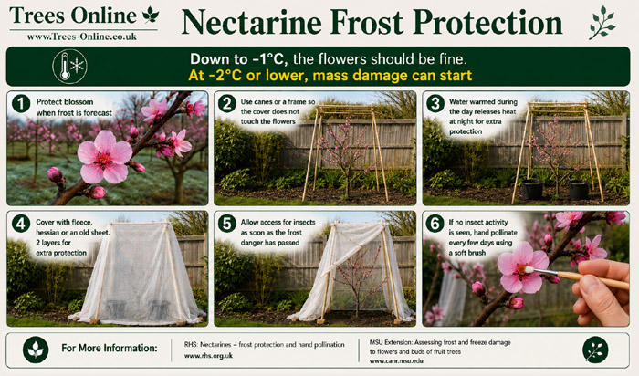 Nectarine blossom protected from frost with fleece over a simple frame