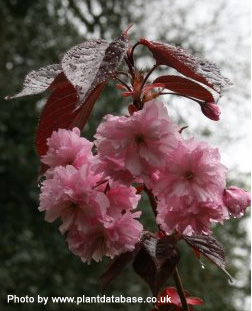 Bare Root Flowering Cherry Royal Burgundy Tree, 125+ cm, MEDIUM + PURPLE LEAVES + ATTRACTIVE BARK **FREE UK MAINLAND DELIVERY + FREE 100% TREE WARRANTY**