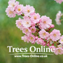 Prunus subhirtella Autumnalis Rosea blossom