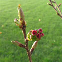 Prunus Kanzan bud