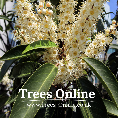 Prunus Lusitanica Angustifolia Flowers