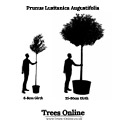 Portuguese Laurel Standard Trees Prunus Lusitanica Angustifolia
