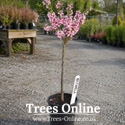Nectarine Nectarella as delivered
