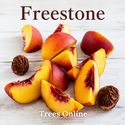 Nectarine Nectarella freestone