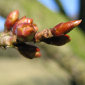 Bare root Prunus Okame leaf bud