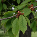 Mature Wild Cherry Tree Prunus Avium Plena **FREE UK MAINLAND DELIVERY + FREE 100% TREE WARRANTY**