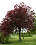 Mature Cherry Plum Tree, Prunus Cerasifera Nigra, AWARD **FREE UK MAINLAND DELIVERY + FREE 100% TREE WARRANTY**