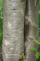 Blushing Bride Tree, Prunus Shogetsu, **FREE UK MAINLAND DELIVERY + FREE 100% TREE WARRANTY**