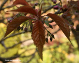 Bare Root Pink Perfection leaf