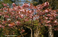 Bare Root Pink Perfection foliage