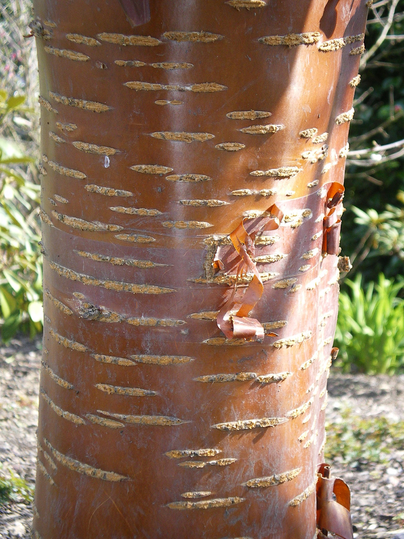 Buy Tibetan Cherry Tree or Birch Bark Cherry Tree (Prunus Serrula