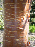 Tibetan Cherry Tree or Birch Bark Cherry Tree