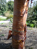 Tibetan Cherry Tree or Birch Bark Cherry Tree peeling bark