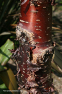 Tibetan Cherry Tree or Birch Bark Cherry Tree peeling bark