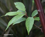 Tibetan Cherry Tree or Birch Bark Cherry Tree Leaf