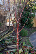 Tibetan Cherry Tree or Birch Bark Cherry young Tree