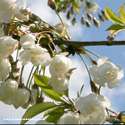 Prunus Snow Goose Flowering Cherry Tree  **FREE UK MAINLAND DELIVERY + FREE 100% TREE WARRANTY**