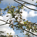 Prunus Snow Goose Flowering Cherry Tree  **FREE UK MAINLAND DELIVERY + FREE 100% TREE WARRANTY**