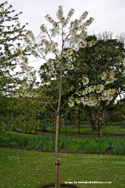 Prunus Snow Goose Flowering Cherry Tree Supplied height 1.25 - 2.40m**FREE UK MAINLAND DELIVERY + FREE 100% TREE WARRANTY**