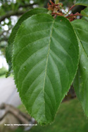Tai Haku Great White Cherry Tree Leaf