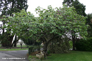 Tai Haku Great White Cherry Tree Shape