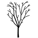 Bare Root Kanzan basic shape