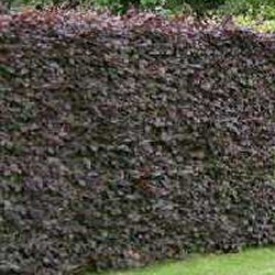 Beech Hedging