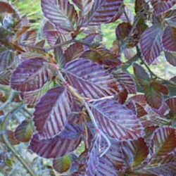 <font color="red">DELIVERED SEPTEMBER 2024</font> Purple Beech Tree (Fagus Sylvatica Purpurea ) 20-40 cm Trees**FREE UK MAINLAND DELIVERY + FREE 100% TREE WARRANTY**