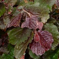 Red Filbert Tree (Corylus 'Red Filbert') Supplied height 0.5 to 1.2 metres in a 7 litre container **FREE UK MAINLAND DELIVERY + FREE 100% TREE WARRANTY**