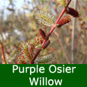 Purple Osier Willow (salix purpurea) Height 20-40cm Trees