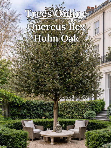 Quercus ilex Holm Oak mature evergreen specimen tree