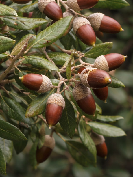 Quercus ilex Holm Oak evergreen foliage and acorns close-up