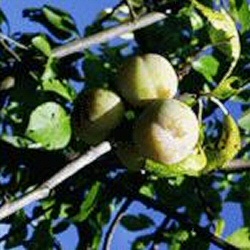 Oullins Golden Gage Tree (C4) Eating or Cooking, Fruits Mid August, SELF-FERTILE + ATTRACTIVE LARGE FRUIT + GREAT FLAVOUR + FREE UK DELIVERY + 100% WARRANTY