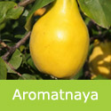 DELIVERED SEPTEMBER 2026 Aromatnaya Quince Tree
