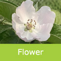Aromatnaya quince flowers on branch