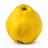 Quince tree buying guide