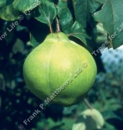 BARE ROOT Champion Quince Tree , Cooking - Supplied Height 1.25m-2.0m, 1-2 Years Old, GOOD CROP + SELF FERTILE + FREE UK MAINLAND DELIVERY + 100% TREE WARRANTY