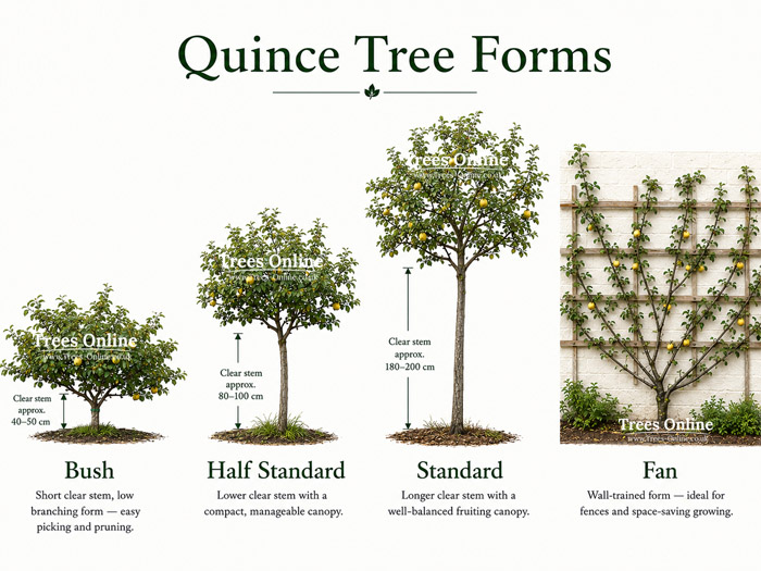Quince tree forms comparison showing bush, half standard, standard and fan-trained quince trees