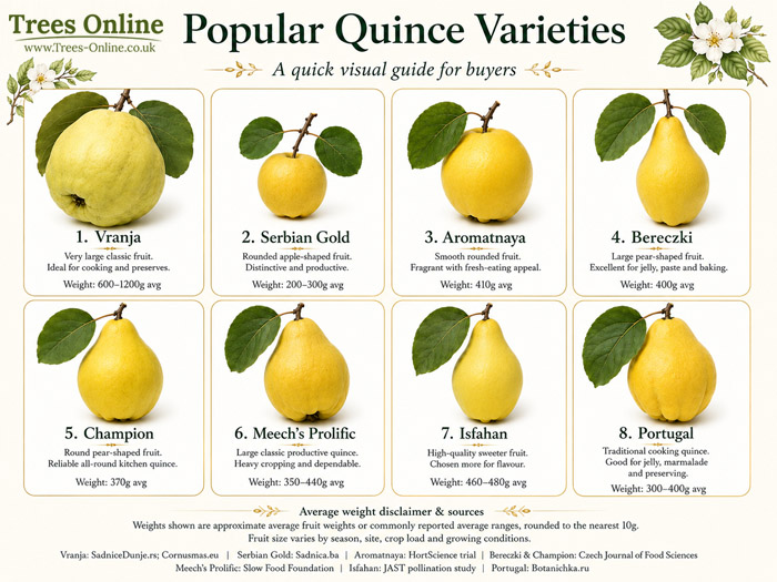 Popular quince tree varieties comparison including Vranja, Serbian Gold, Aromatnaya, Bereczki, Champion, Meech's Prolific, Isfahan and Portugal