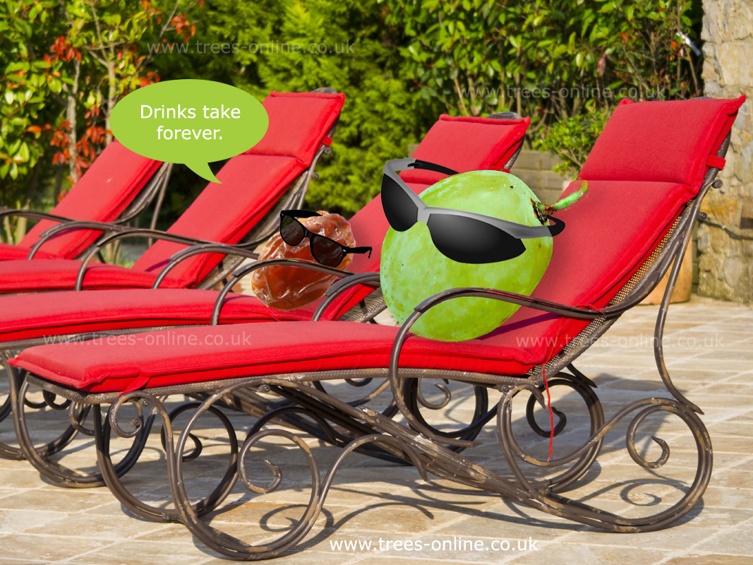 Buy Phoenix Grape Vine Online 3 YEAR LTD WARRANTY