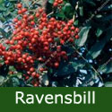 Ravensbill Mountain Ash or Rowan Tree, SMALL + BIRDS + COASTAL + WET + CLAY **FREE UK MAINLAND DELIVERY + FREE 100% TREE WARRANTY**