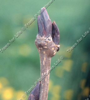 Ravensbill Mountain Ash or Rowan Tree, SMALL + BIRDS + COASTAL + WET + CLAY **FREE UK MAINLAND DELIVERY + FREE 100% TREE WARRANTY**