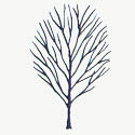 Bare Root Ravensbill Mountain Ash or Rowan Tree (Sorbus 'Ravensbill') SMALL + BIRDS + COASTAL + WET + CLAY **FREE UK MAINLAND DELIVERY + FREE 100% TREE WARRANTY**