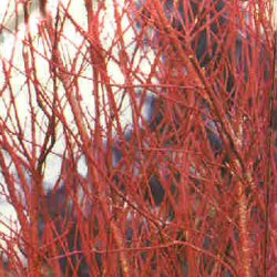 <font color="red">DELIVERED SEPTEMBER 2024</font> Red Barked Dogwood (Cornus alba) 20-40cm **FREE UK MAINLAND DELIVERY + FREE 100% TREE WARRANTY**