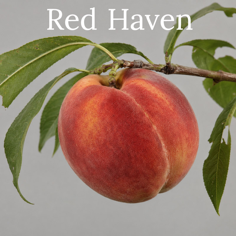 DELIVERED SEPTEMBER 2026 Redhaven Peach Tree