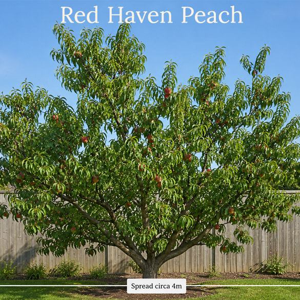 Redhaven peach tree mature size and bush shape