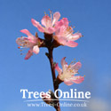 Redhaven peach tree blossom
