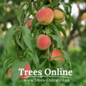 Redhaven peach tree fruits