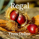 Regal Sweet Chestnut Tree